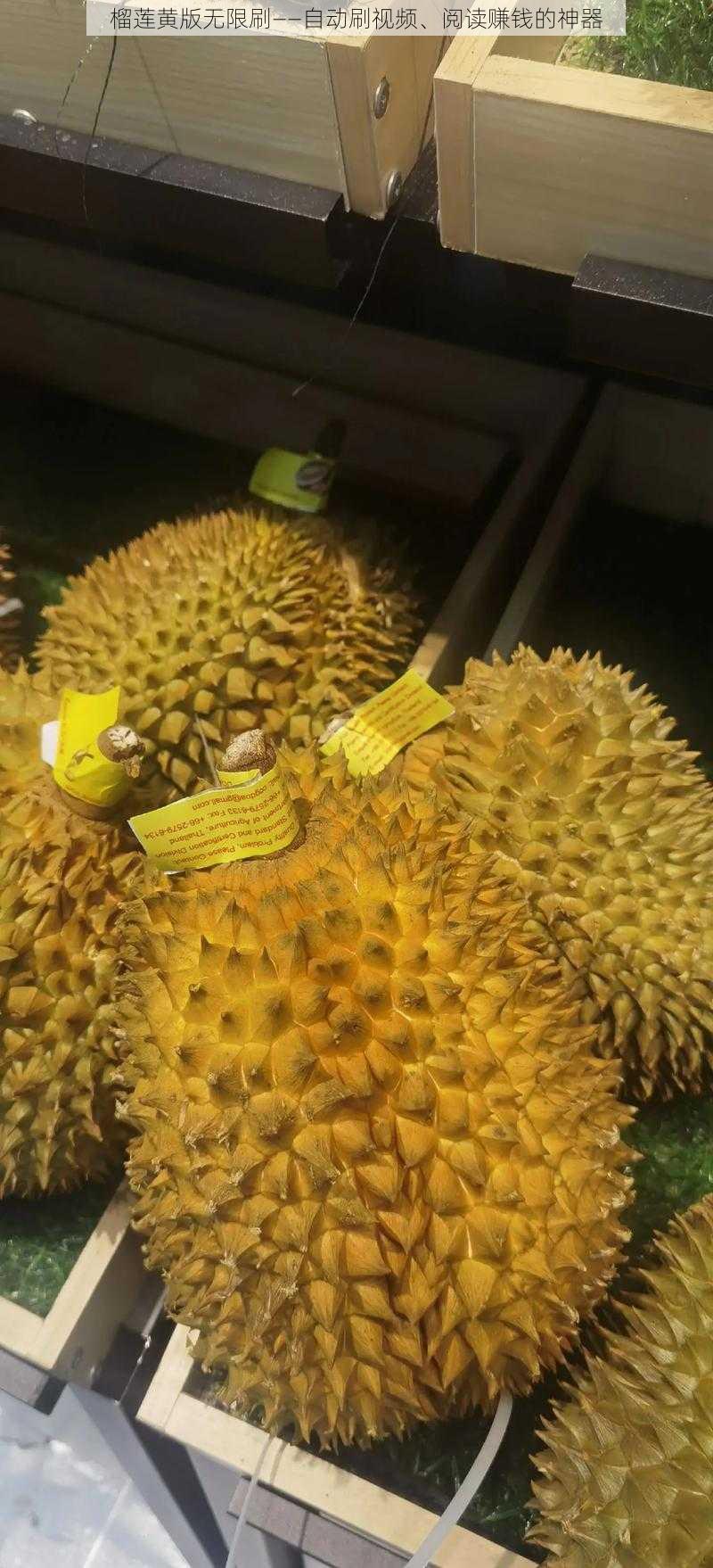 榴莲黄版无限刷——自动刷视频、阅读赚钱的神器
