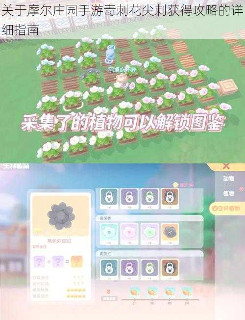 关于摩尔庄园手游毒刺花尖刺获得攻略的详细指南