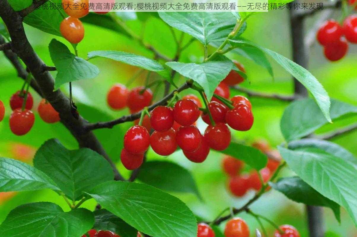樱桃视频大全免费高清版观看;樱桃视频大全免费高清版观看——无尽的精彩等你来发现