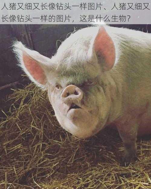 人猪又细又长像钻头一样图片、人猪又细又长像钻头一样的图片,这是什么生物?
