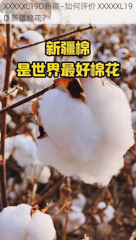 XXXXXL19D新疆—如何评价 XXXXXL19D 新疆棉花?