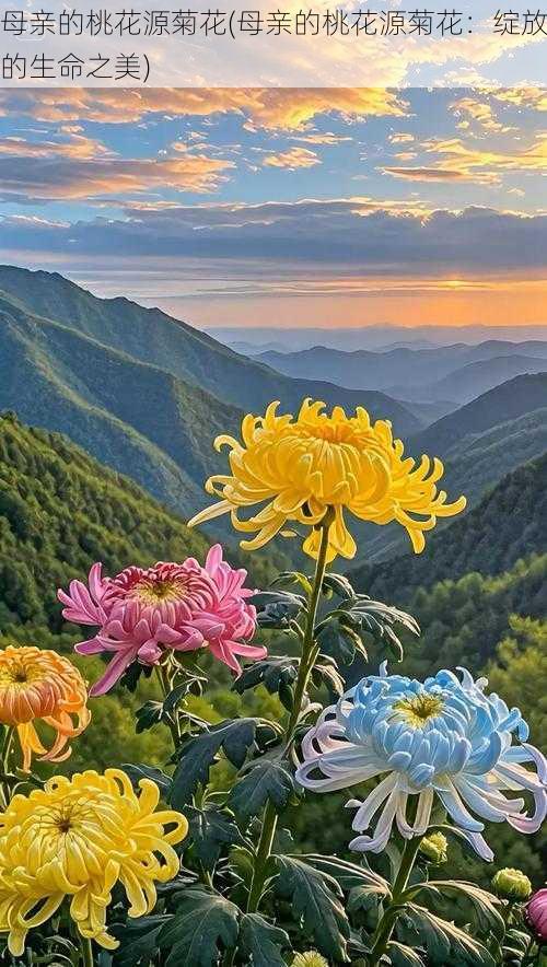 母亲的桃花源菊花(母亲的桃花源菊花:绽放的生命之美)