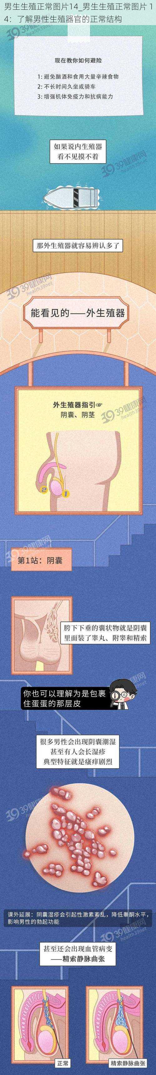男生生殖正常图片14_男生生殖正常图片 14:了解男性生殖器官的正常结构