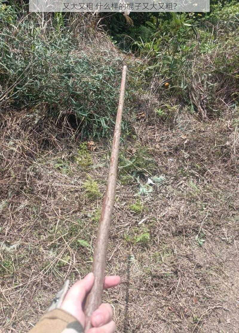 又大又粗 什么样的棍子又大又粗?