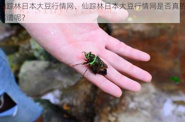 仙踪林日本大豆行情网、仙踪林日本大豆行情网是否真的靠谱呢?