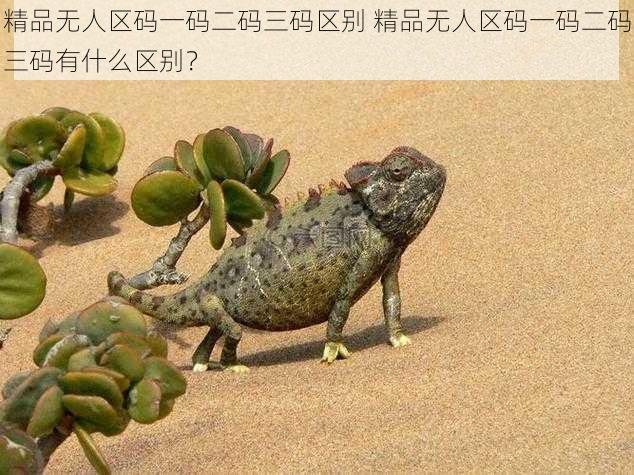 精品无人区码一码二码三码区别 精品无人区码一码二码三码有什么区别?