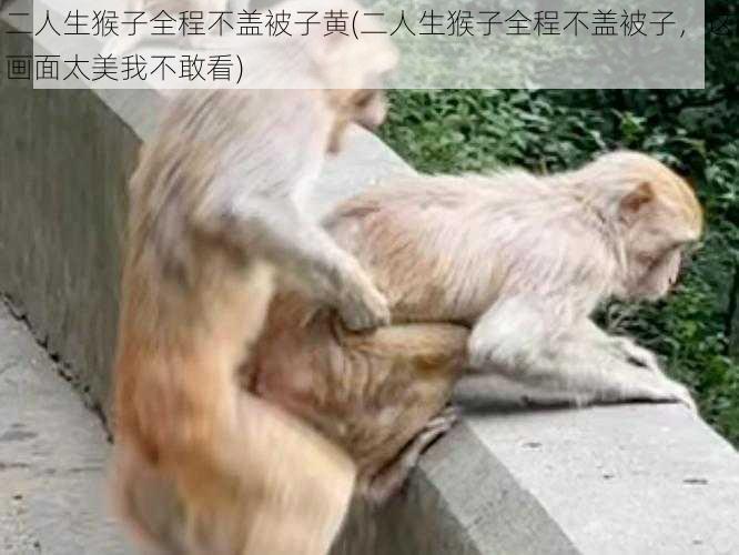 二人生猴子全程不盖被子黄(二人生猴子全程不盖被子，这画面太美我不敢看)