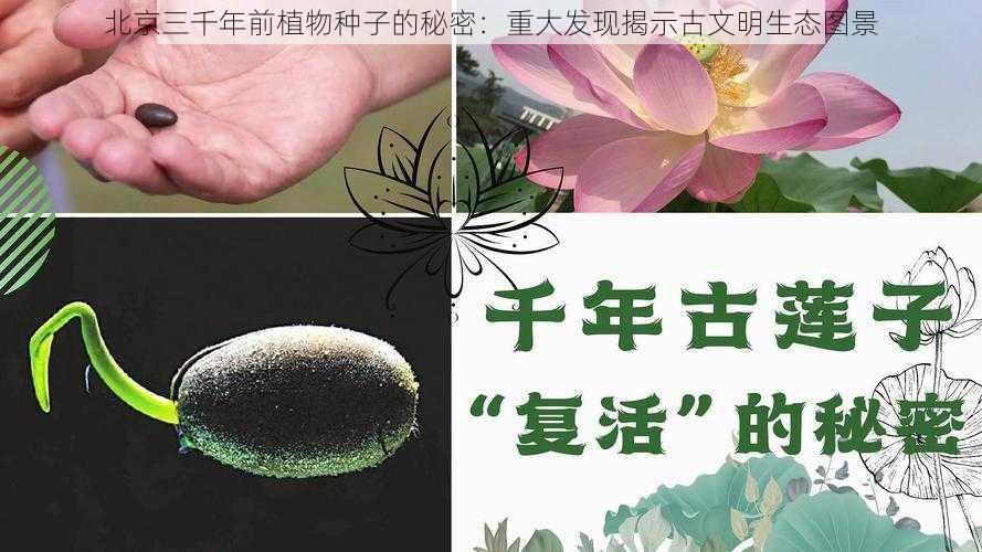 北京三千年前植物种子的秘密：重大发现揭示古文明生态图景