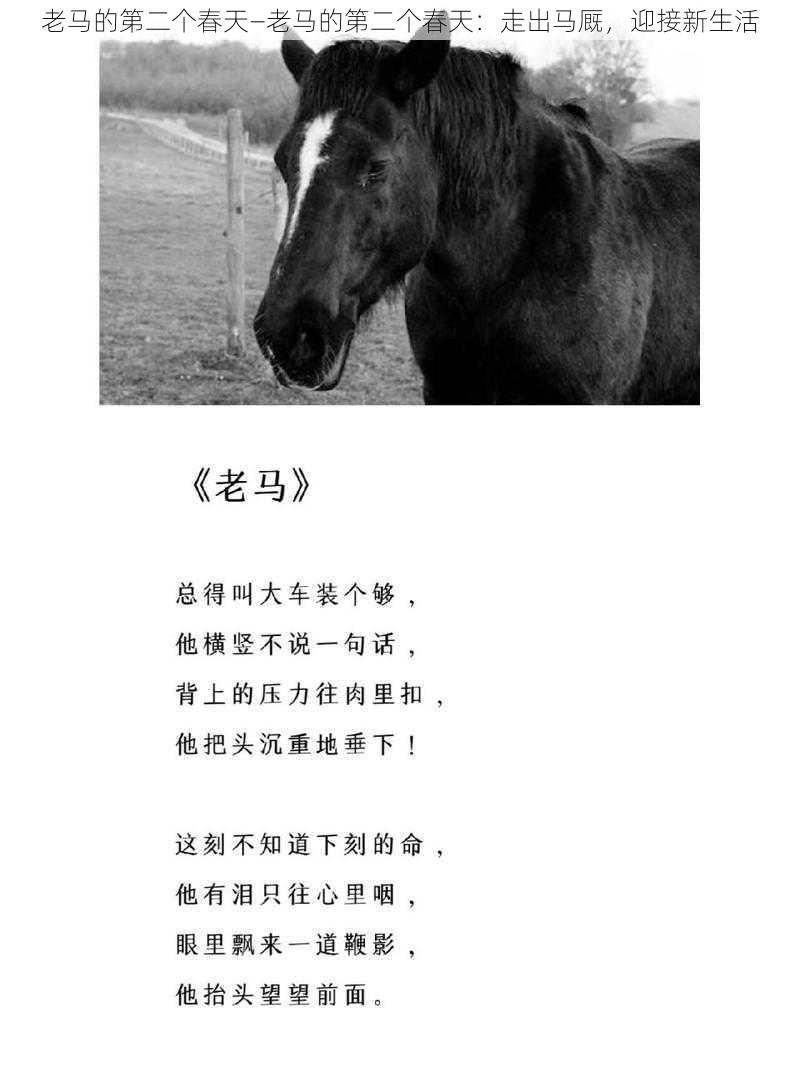 老马的第二个春天—老马的第二个春天:走出马厩,迎接新生活