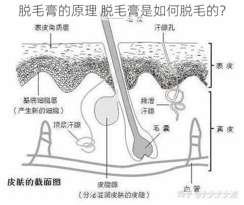 脱毛膏的原理 脱毛膏是如何脱毛的？