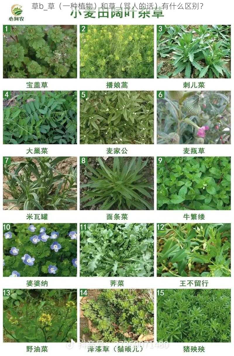 草b_草（一种植物）和草（骂人的话）有什么区别？