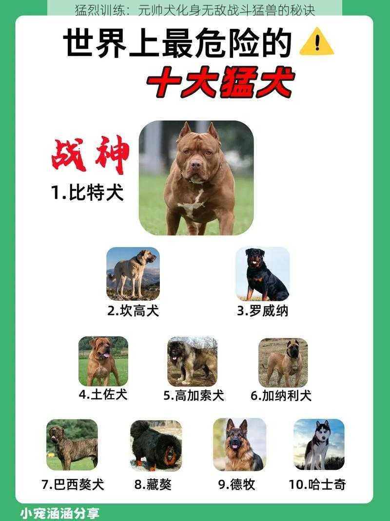 猛烈训练：元帅犬化身无敌战斗猛兽的秘诀