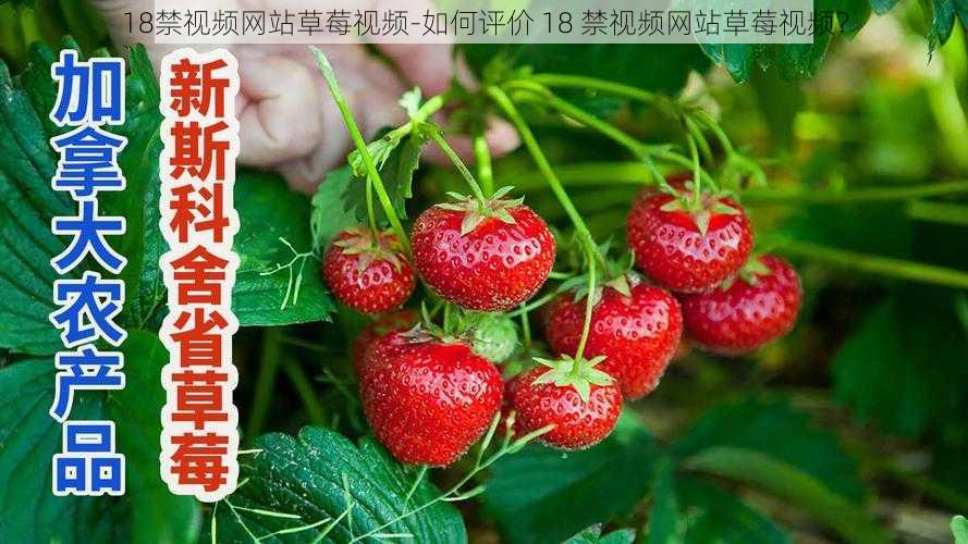 18禁视频网站草莓视频-如何评价 18 禁视频网站草莓视频？