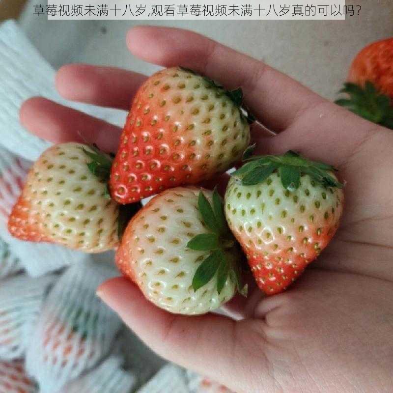 草莓视频未满十八岁,观看草莓视频未满十八岁真的可以吗?