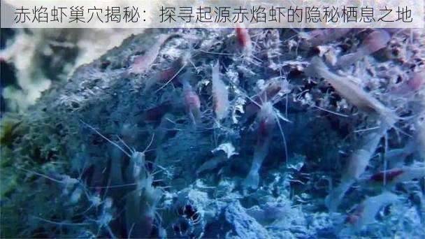 赤焰虾巢穴揭秘:探寻起源赤焰虾的隐秘栖息之地