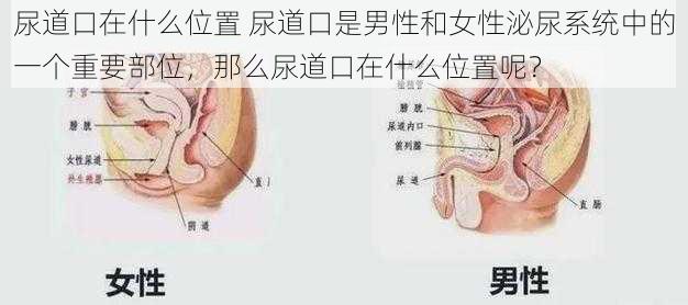 尿道口在什么位置 尿道口是男性和女性泌尿系统中的一个重要部位,那么尿道口在什么位置呢?