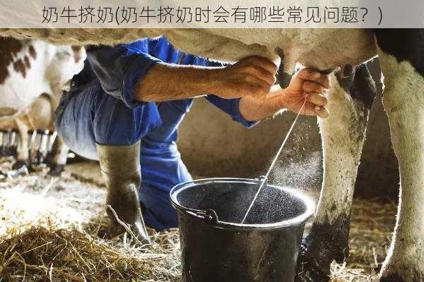 奶牛挤奶(奶牛挤奶时会有哪些常见问题?)