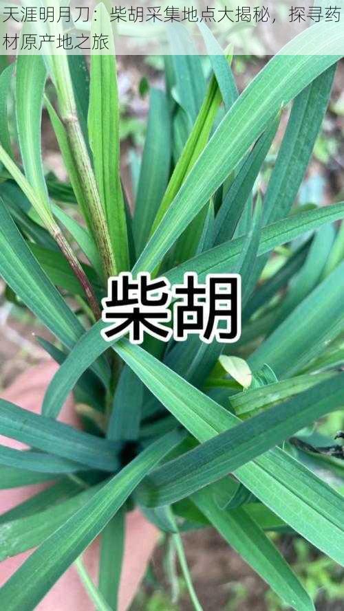 天涯明月刀：柴胡采集地点大揭秘，探寻药材原产地之旅