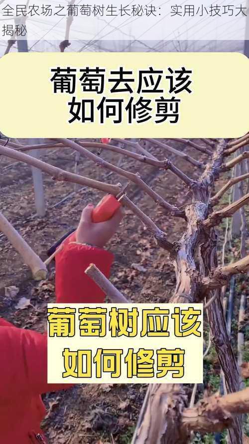 全民农场之葡萄树生长秘诀:实用小技巧大揭秘