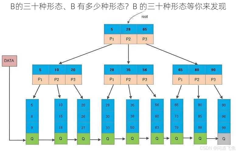 B的三十种形态、B 有多少种形态？B 的三十种形态等你来发现