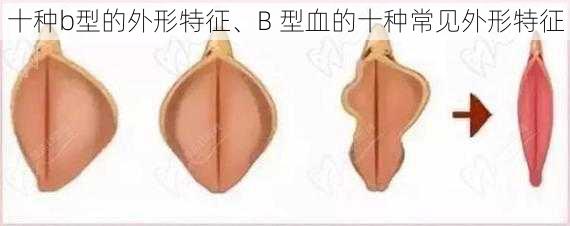 十种b型的外形特征、B 型血的十种常见外形特征