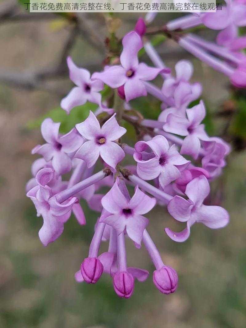 丁香花免费高清完整在线、丁香花免费高清完整在线观看