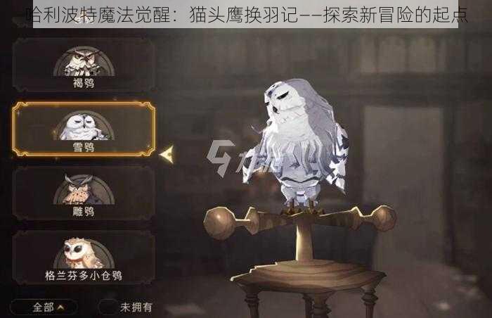 哈利波特魔法觉醒：猫头鹰换羽记——探索新冒险的起点