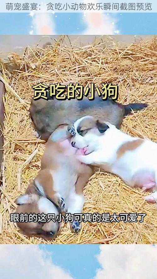 萌宠盛宴:贪吃小动物欢乐瞬间截图预览