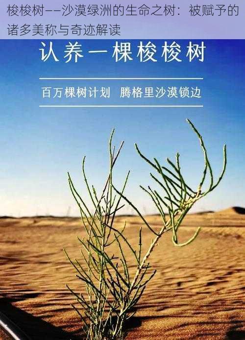 梭梭树——沙漠绿洲的生命之树:被赋予的诸多美称与奇迹解读